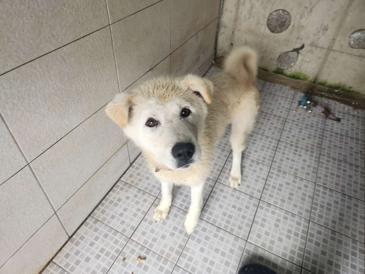 광주 동물보호소_429363202400753